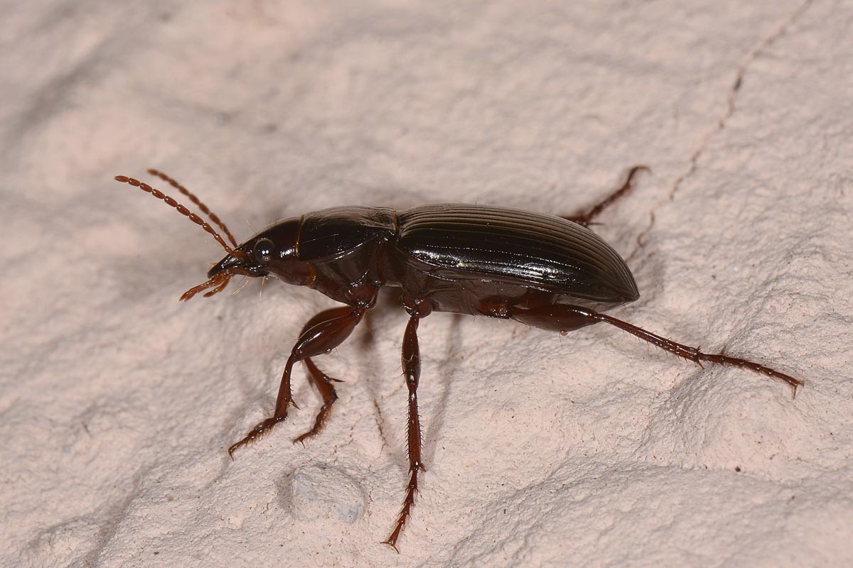 Amara (Curtonotus) aulica, Carabidae